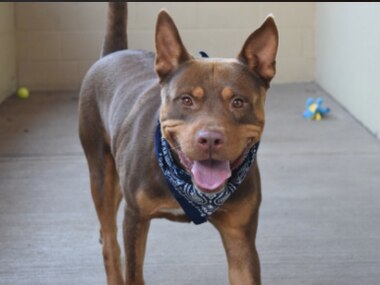 Sandcastle is a 3-year-old male Shepherd mix that was up for adoption at Collin County Animal Services, which the city of Frisco currently contracts with to handle the city’s stray and missing pets.
